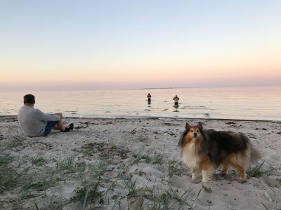 Hundefreundlicher Strand