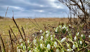 Snowdrops